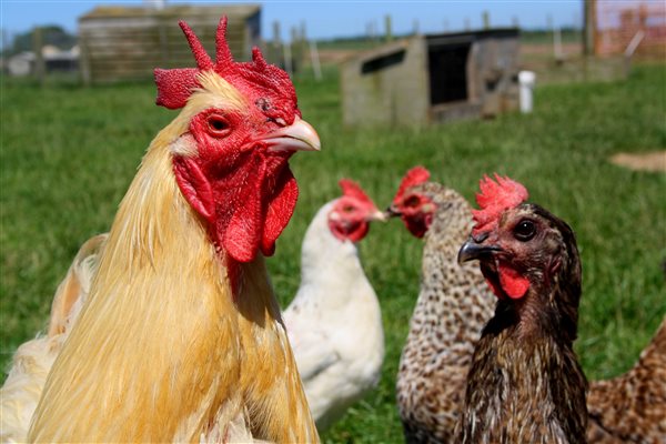 chicken